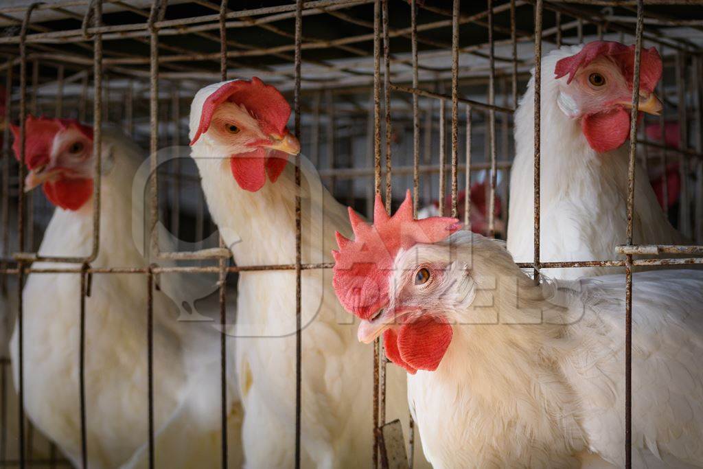 An Indian chicken or layer hen looks out from a battery cage on an egg farm on the outskirts of Ajmer, Rajasthan, India, 2022