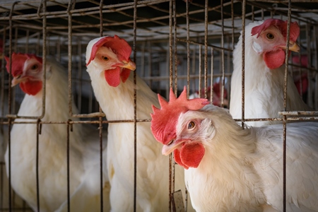 An Indian chicken or layer hen looks out from a battery cage on an egg farm on the outskirts of Ajmer, Rajasthan, India, 2022