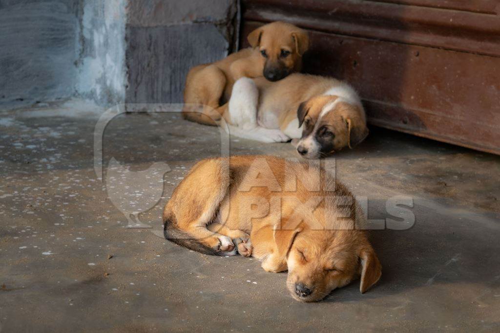 Litter of Indian stray puppies or street dog puppies dog, India