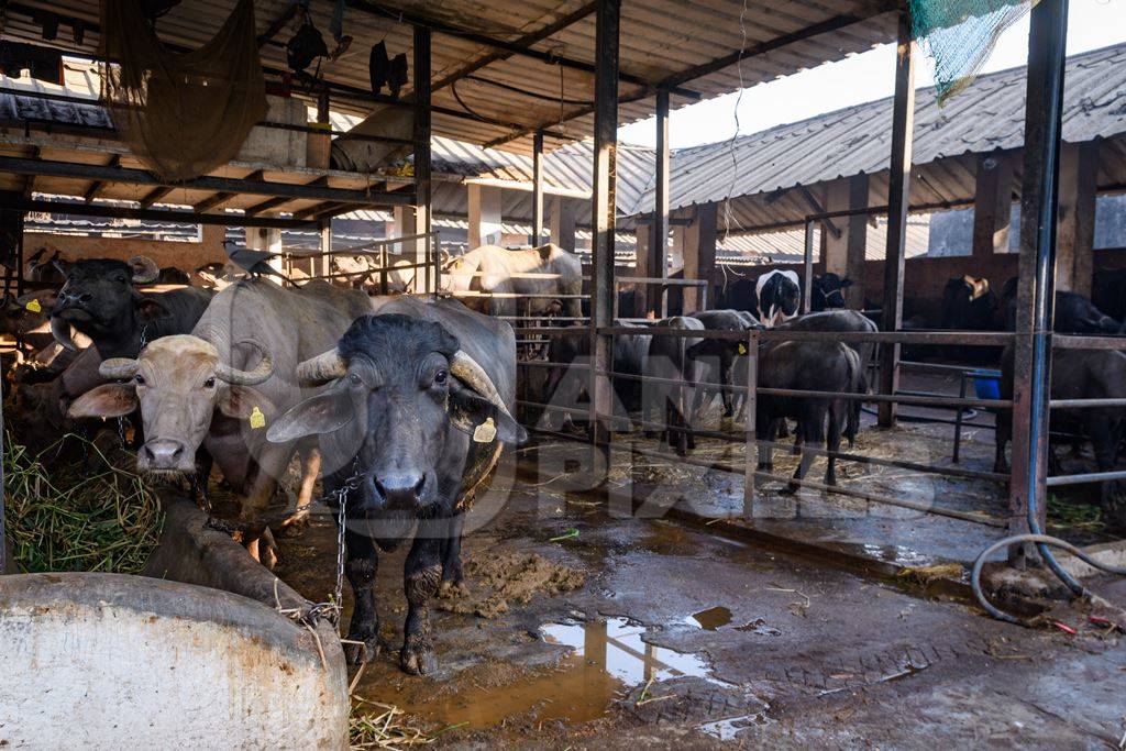 Farmed Indian buffaloes on an urban dairy farm or tabela, Aarey milk colony, Mumbai, India, 2023