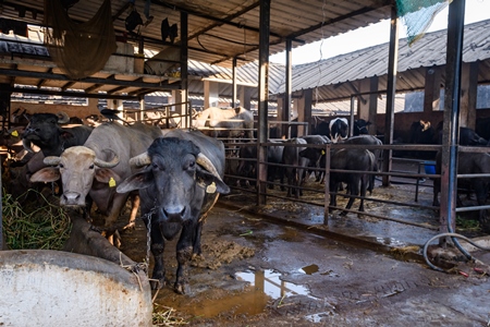 Farmed Indian buffaloes on an urban dairy farm or tabela, Aarey milk colony, Mumbai, India, 2023