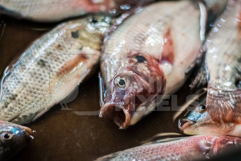 Alive fish on sale gasping in distress at the Mothers