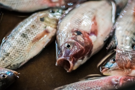 Alive fish on sale gasping in distress at the Mothers