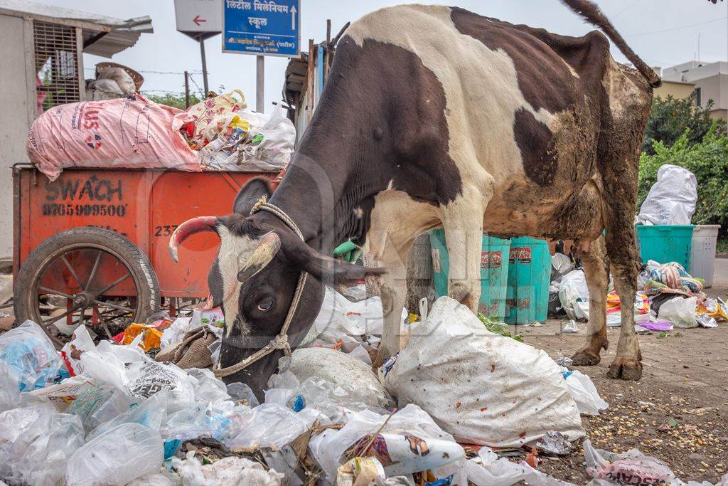 Dairy cow eating from a large pile of garbage in the street in a city