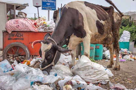 Dairy cow eating from a large pile of garbage in the street in a city