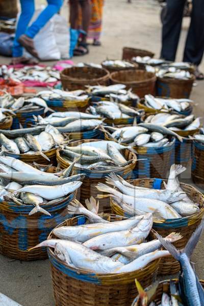 Baskets full of dead Indian fish on sale at Malvan fish market on beach in Malvan, Maharashtra, India, 2022