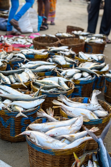 Baskets full of dead Indian fish on sale at Malvan fish market on beach in Malvan, Maharashtra, India, 2022