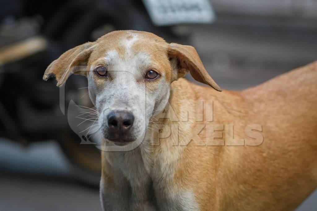 Close up of Indian stray or street pariah dog on road in urban city of Pune, Maharashtra, India, 2021