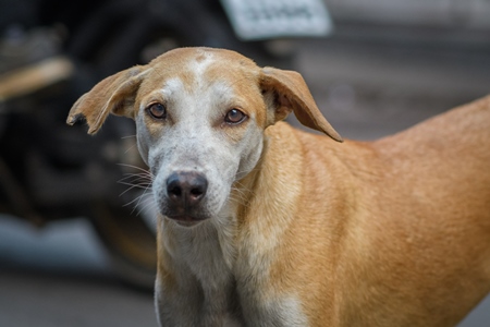 Close up of Indian stray or street pariah dog on road in urban city of Pune, Maharashtra, India, 2021