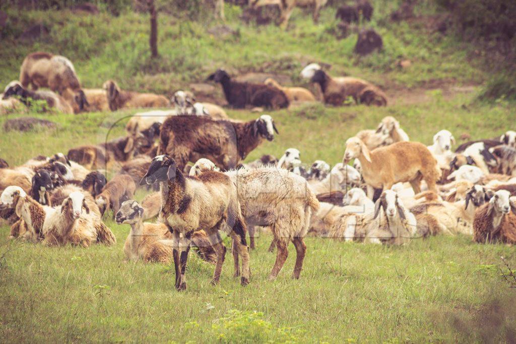 Herd of sheep in a field in rural countryside in Maharashtra in India
