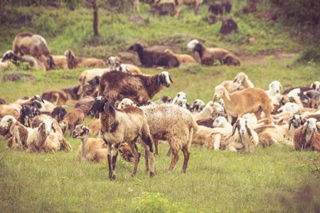 Herd of sheep in a field in rural countryside in Maharashtra in India