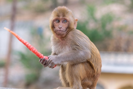 One small cute baby Indian macaque monkey eating a carrot at Galta Ji monkey temple near Jaipur in Rajasthan in India