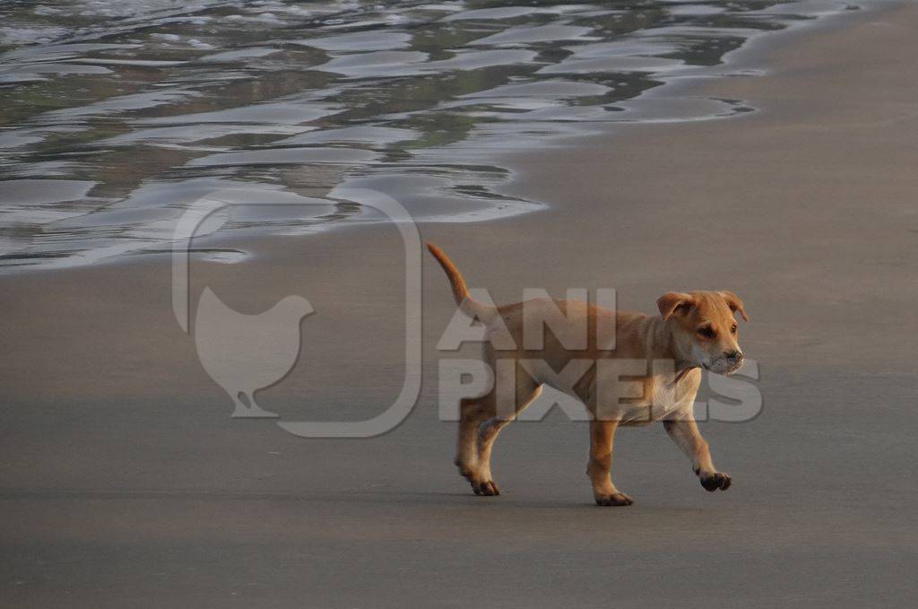 Brown puppy playing on sandy beach