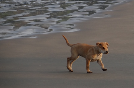 Brown puppy playing on sandy beach