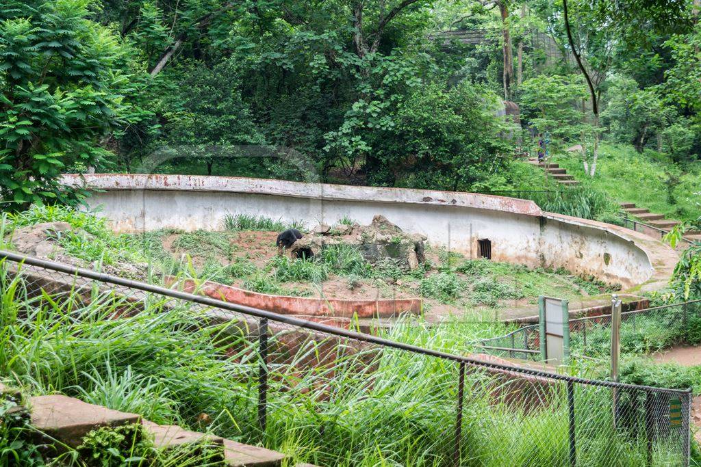 Indian Himalayan black bears captive in a bear pit at Assam state zoo in Guwahati in India