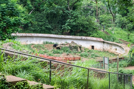Indian Himalayan black bears captive in a bear pit at Assam state zoo in Guwahati in India