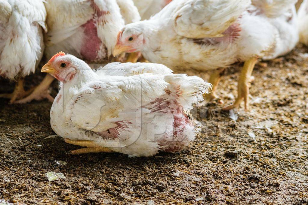 White broiler chickens raised for meat on a large poultry broiler farm in Maharashtra in India