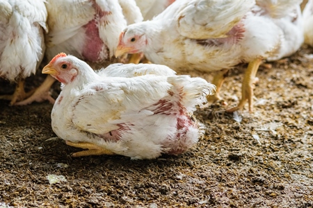 White broiler chickens raised for meat on a large poultry broiler farm in Maharashtra in India