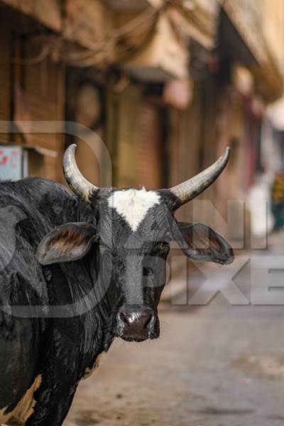 Close up of Indian street cow or bullock in narrow street in the urban city of Jaipur, India, 2022