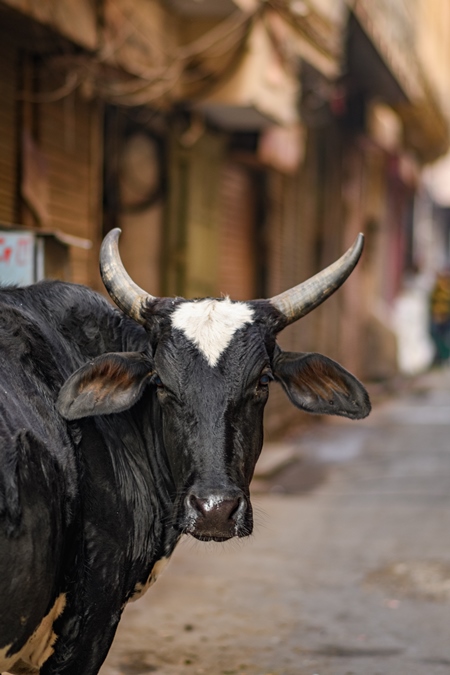 Close up of Indian street cow or bullock in narrow street in the urban city of Jaipur, India, 2022