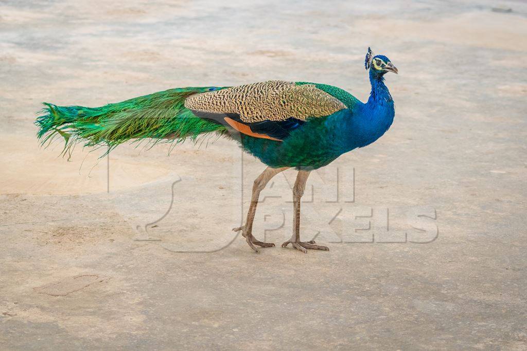 Photo of beautiful blue Indian peacock bird, national bird of India in Bikaner in Rajasthan in India