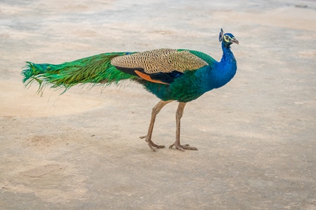 Photo of beautiful blue Indian peacock bird, national bird of India in Bikaner in Rajasthan in India