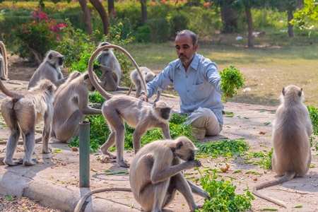 Man feeding group of many Indian gray or hanuman langur monkeys eating green plants in Mandore Gardens in the city of Jodhpur in Rajasthan in India