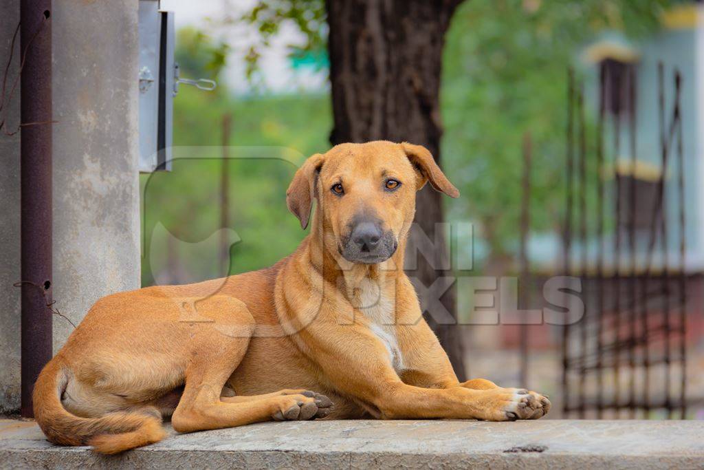 Indian stray or street dog lying on wall in urban city of Pune in India