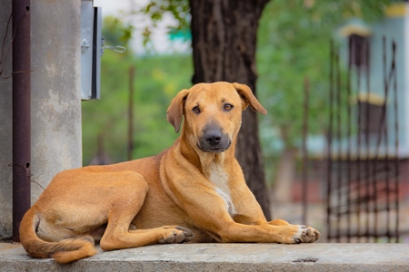 Indian stray or street dog lying on wall in urban city of Pune in India