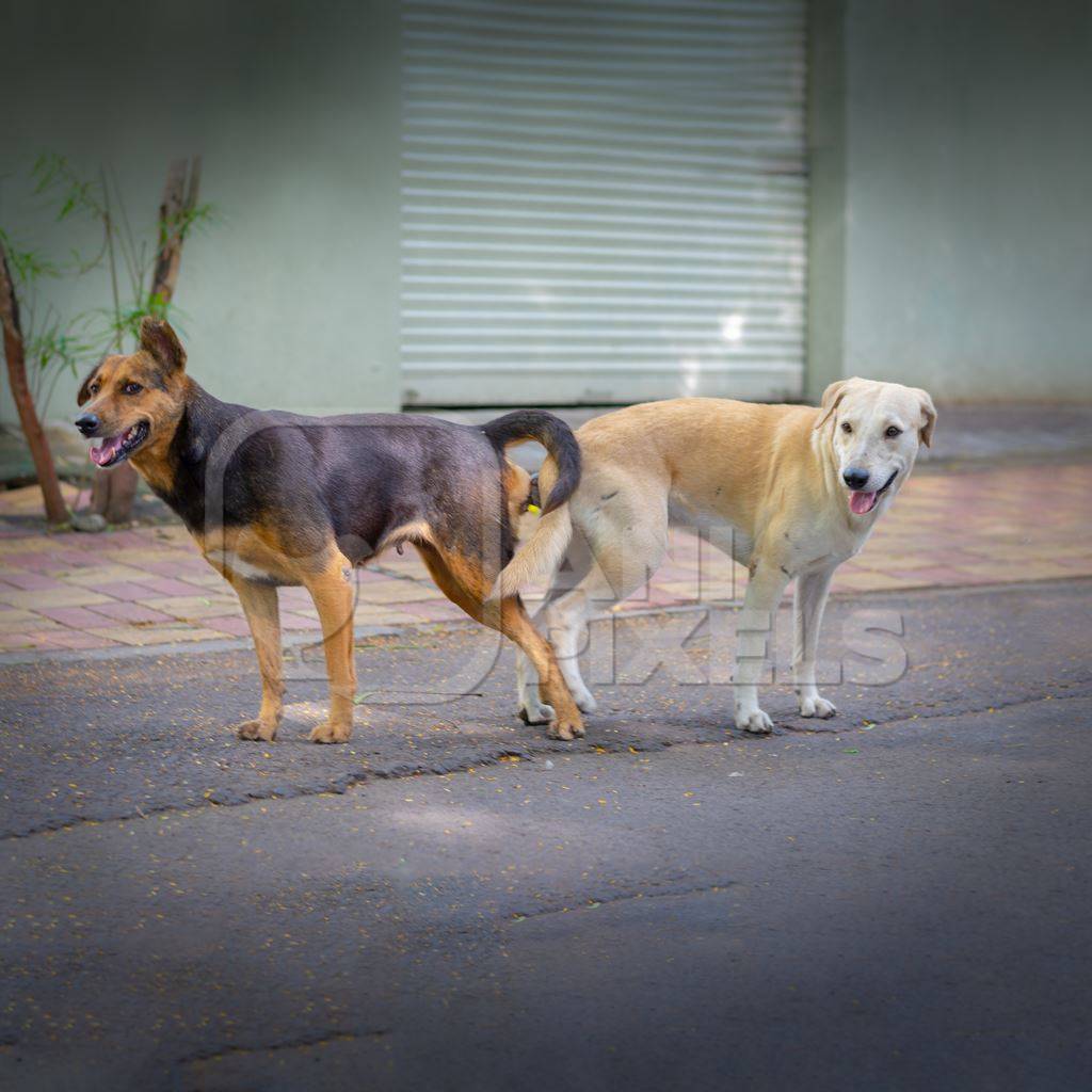 Indian street or stray dogs mating in a tie in the road in an urban city in  Maharashtra in India : Anipixels