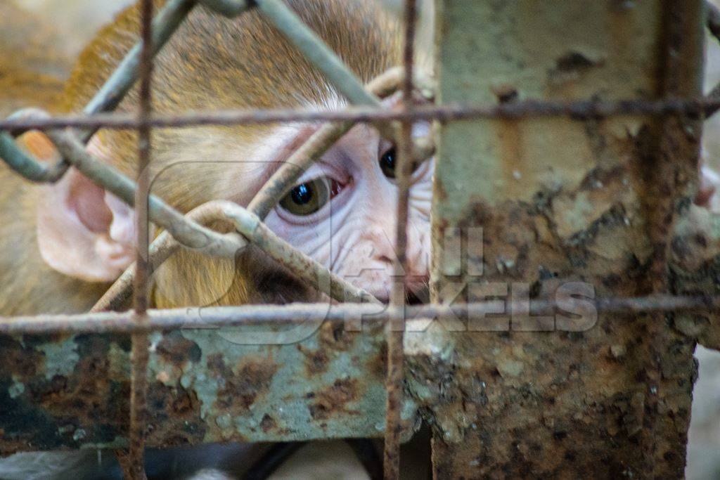 Small sad baby macaque monkey looking through bars in a rusty cage at Byculla zoo