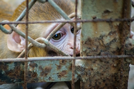 Small sad baby macaque monkey looking through bars in a rusty cage at Byculla zoo