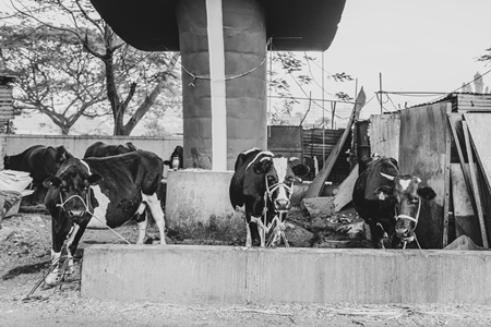 Indian dairy cows tied up under a bridge on the road divider, Pune, India, 2024