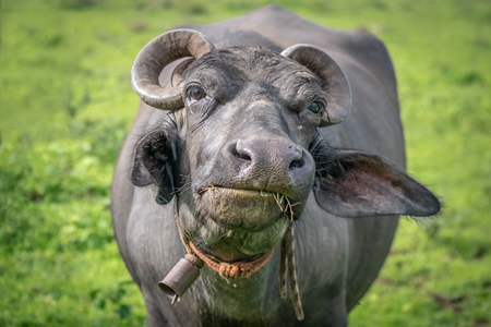 Large Indian buffalo from a dairy grazing in a green field