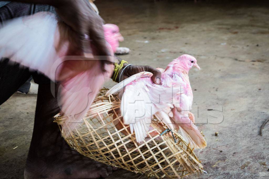 Pigeons for religious sacrifice at Kamakhya temple in Guwahati in Assam