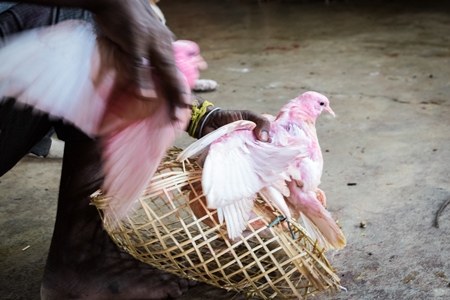 Pigeons for religious sacrifice at Kamakhya temple in Guwahati in Assam