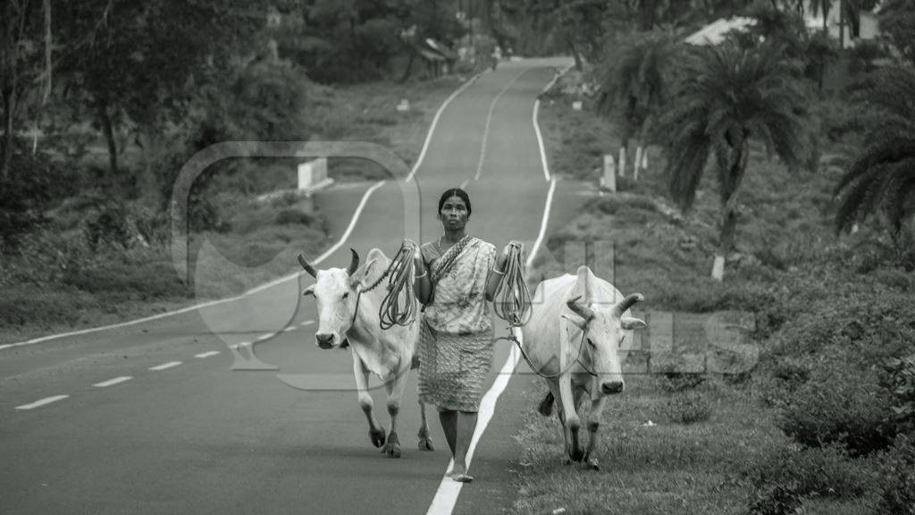Lady leading cows along road in black and white