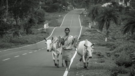 Lady leading cows along road in black and white