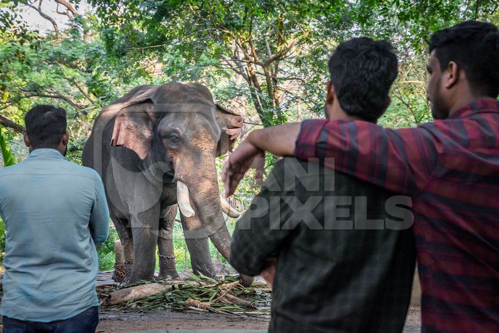 Tourist men watching captive elephant in chains at an elephant camp in Guruvayur in Kerala to be used for temples and religious festivals