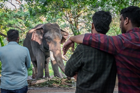 Tourist men watching captive elephant in chains at an elephant camp in Guruvayur in Kerala to be used for temples and religious festivals