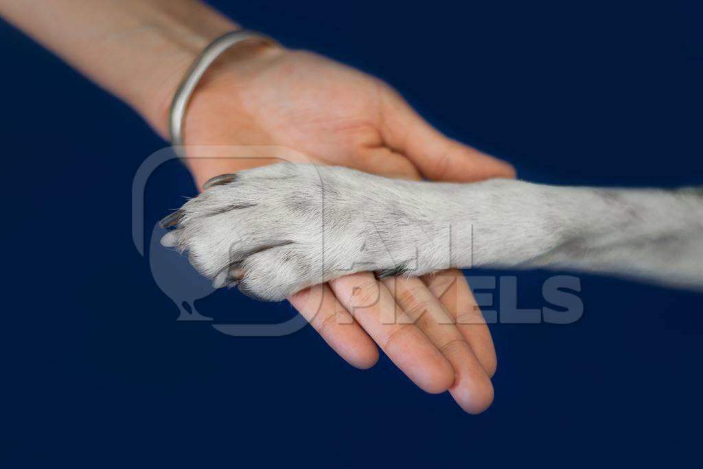 Person or human holding paw of cute pet dog in hand with blue background