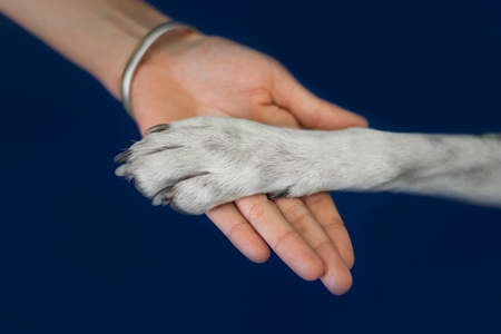 Person or human holding paw of cute pet dog in hand with blue background