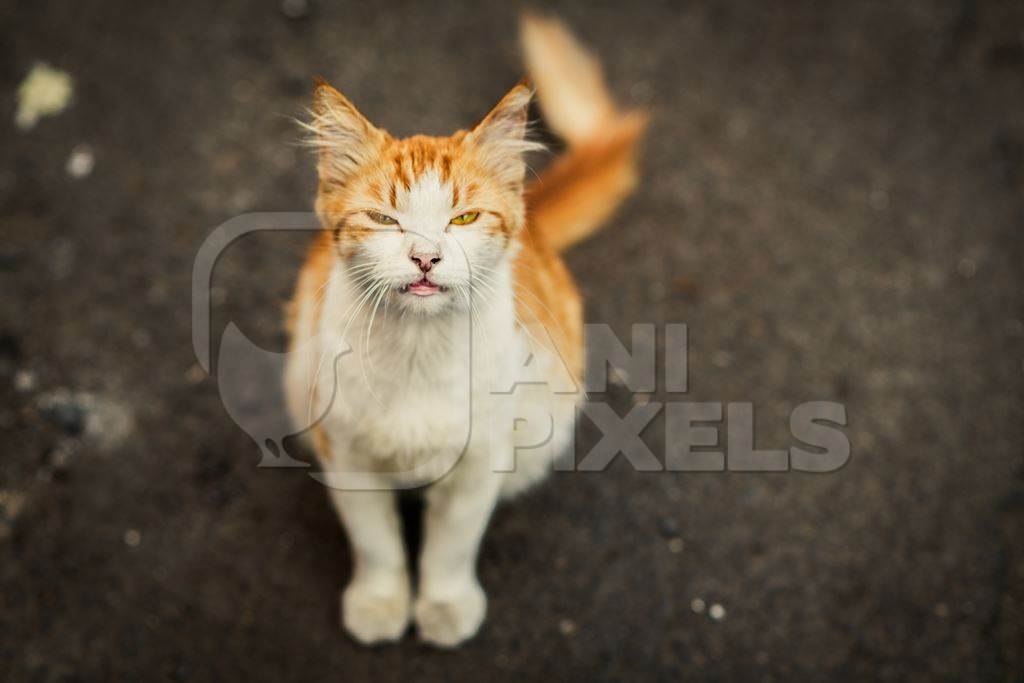 Close up of ginger and white Indian street or stray cat, Pune, India, 2024