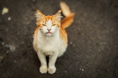 Close up of ginger and white Indian street or stray cat, Pune, India, 2024