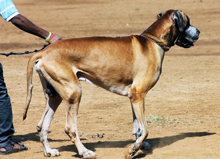 Great Dane pedigree dog kept as pet on chain with man