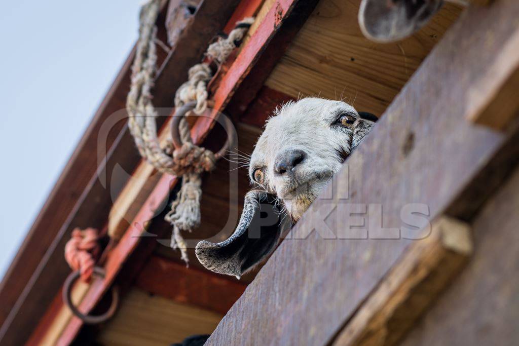 An Indian goat pokes her head out of a transport truck and bleats at Chakan Goat and Sheep market, Maharashtra, India, 2024