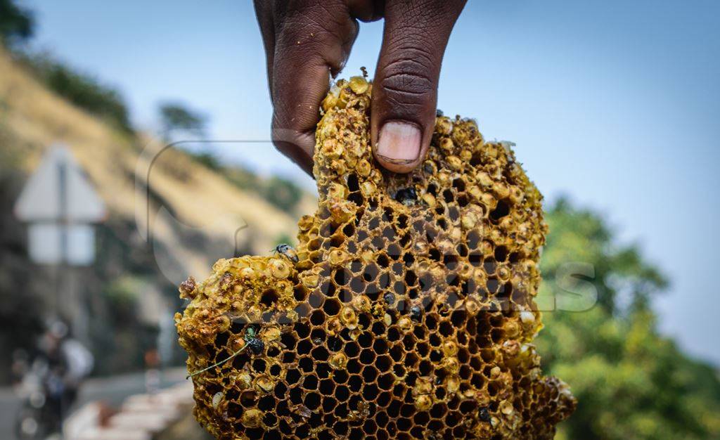 Pieces of yellow honeycomb with dead honey bees visible on sale on the side of the road