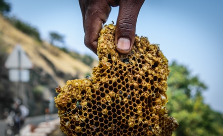 Pieces of yellow honeycomb with dead honey bees visible on sale on the side of the road