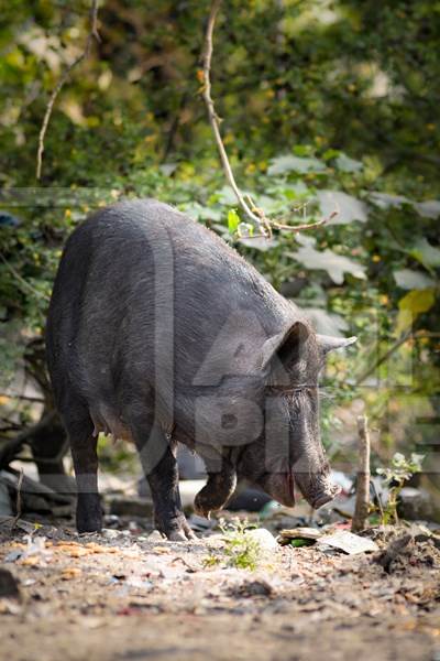 Indian feral pig on wasteland next to a garbage dump in a city in Maharashtra, India, 2022