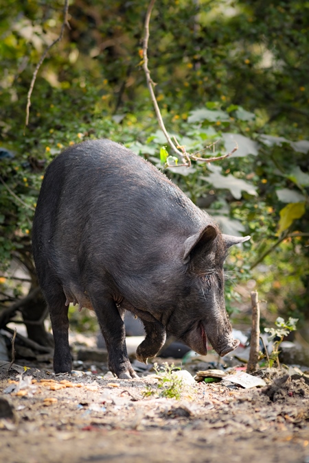 Indian feral pig on wasteland next to a garbage dump in a city in Maharashtra, India, 2022